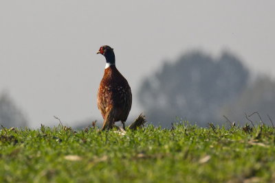 Pheasant