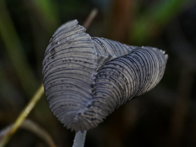 Fungus 2