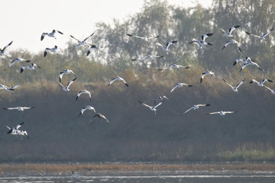 Avocet flyabout