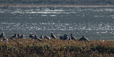 Supporting cast - godwits