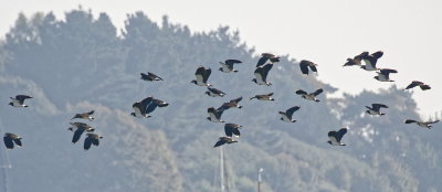 Supporting cast - Lapwings