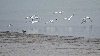 Avocets landing