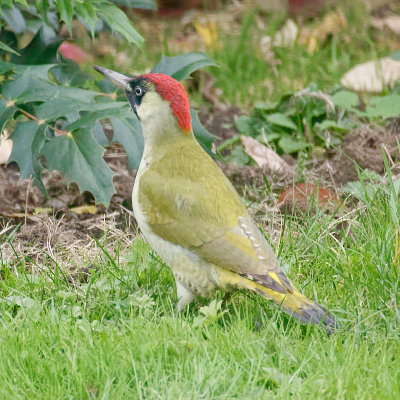 Green Woodpecker - 1