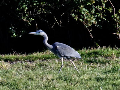 Heron on the prowl