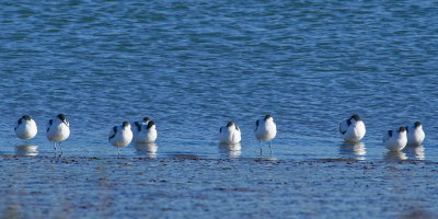 Avocet dreamtime