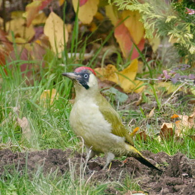 Green Woodpecker -3