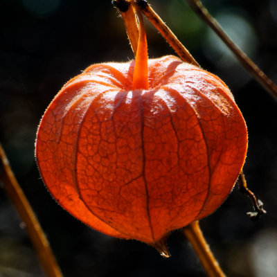 Physalis alkekengi