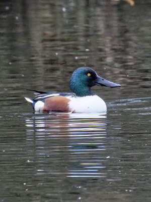 Shoveler Male