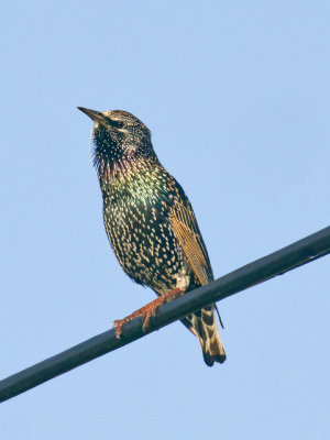 Starling