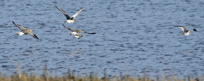 Grey Plover led by Redshank