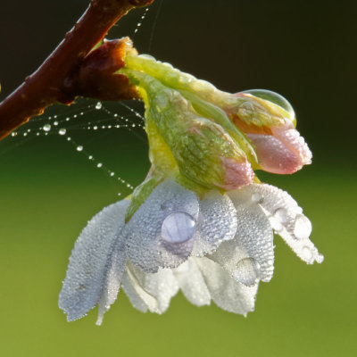 Winter-flowering cherry