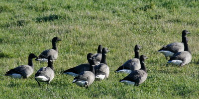 Brent Geese