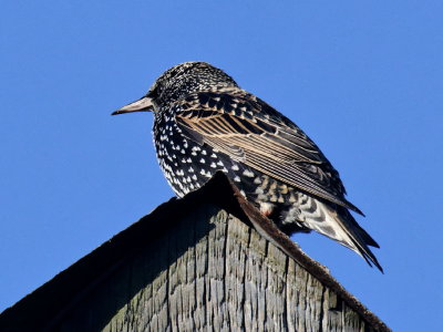 starling on a phone pole