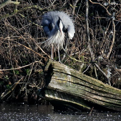 Heron taking a bow