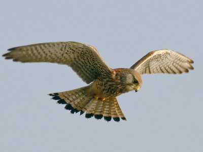 Kestrel - hovering sequence4 of 4