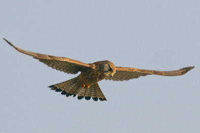 Kestrel - hovering sequence 3 of 4