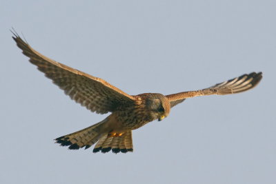 Kestrel - hovering sequence 1 of 4