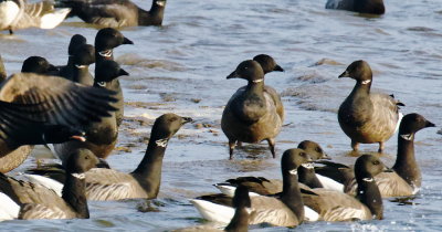 Brent Geese