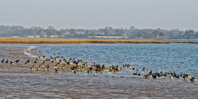 Brent Geese