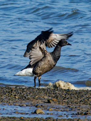 Brent Goose - out to dry