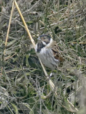 Reed Bunting