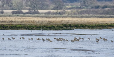 Curlew club