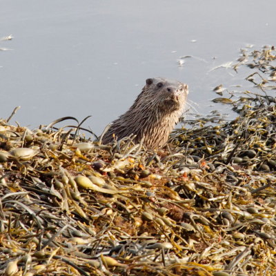 visitor on foreshore...