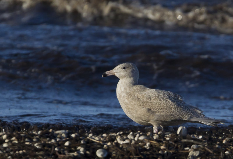 Glaucous Gull ( Vittrut ) Larus hyperboreus  - CP4P1578.jpg