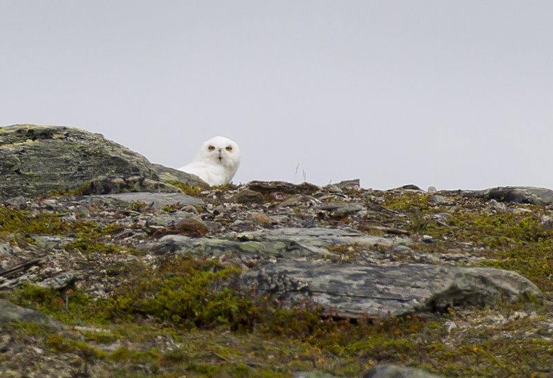 Snowy Owl ( Fjlluggla ) Bubo  scandiacus - CP4P5842.jpg