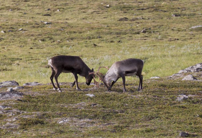 Reindeer - CP4P5796.jpg