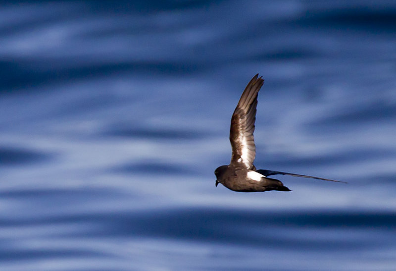 European Storm Petrel ( Stormsvala ) Hydrobates pelagicus - CP4P9746.jpg