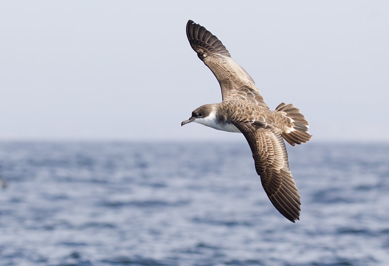 Great Shearwater ( Strre lira ) Puffinus gravis  - CP4P9436.jpg