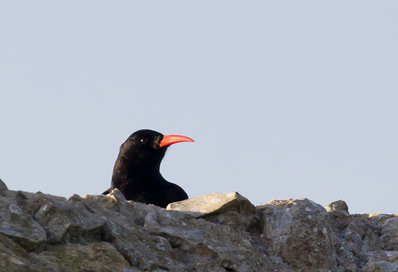 Red-billed Chough ( Alpkrka ) Pyrrhocorax pyrrhocorax - CP4P8406.jpg