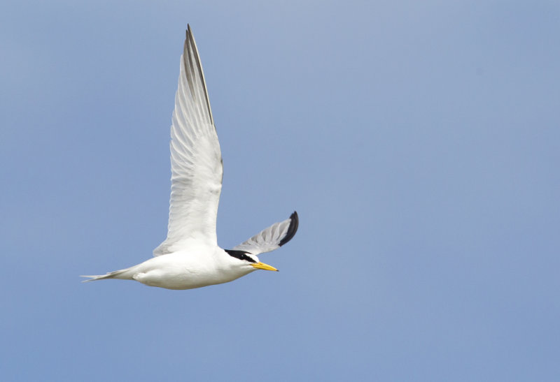 Least Tern ( Amerikansk smtrna ) Sterna antillarum  - CP4P1533.jpg