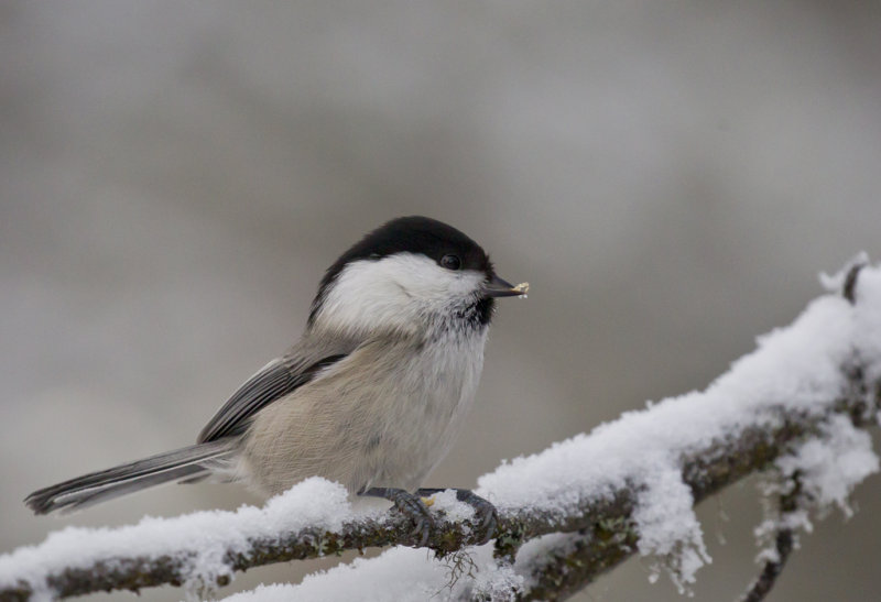 Willow Tit ( Talltita ) Poecile montanus - CP4P0899.jpg