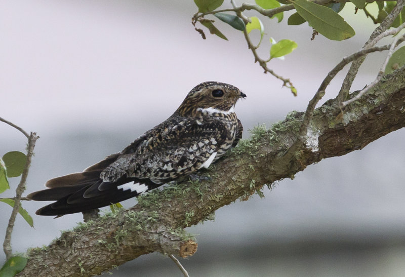 Common Nighthawk ( Strre falknattskrra ) Chordeiles minor - CP4P2359.jpg