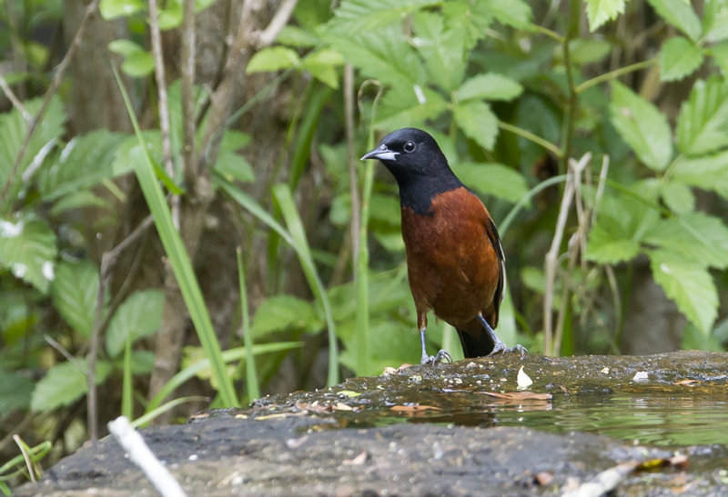 Orchard Oriole - CP4P6155.jpg