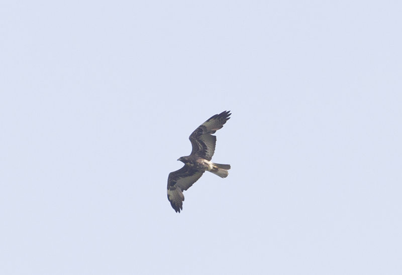 White-tailed Hawk - CP4P6740.jpg