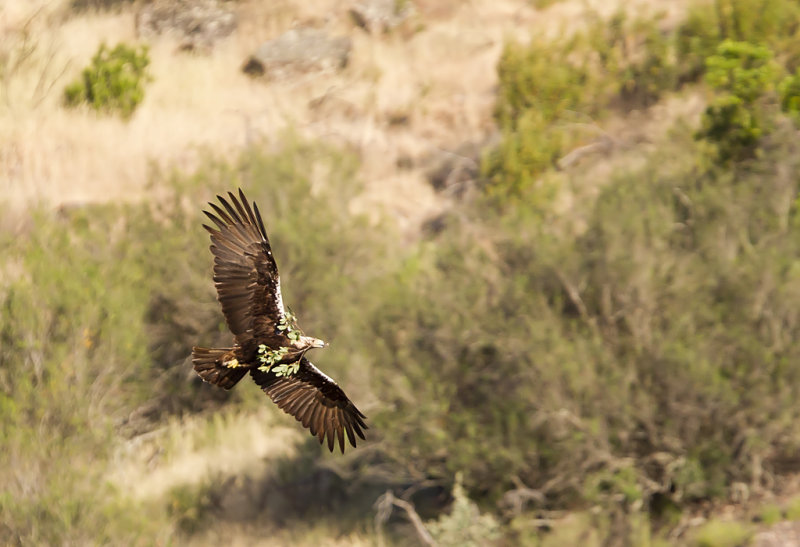 Spanish Imperial Eagle ( Spansk kejsarrn ) Aquila adalberti  - CP4P8034.jpg