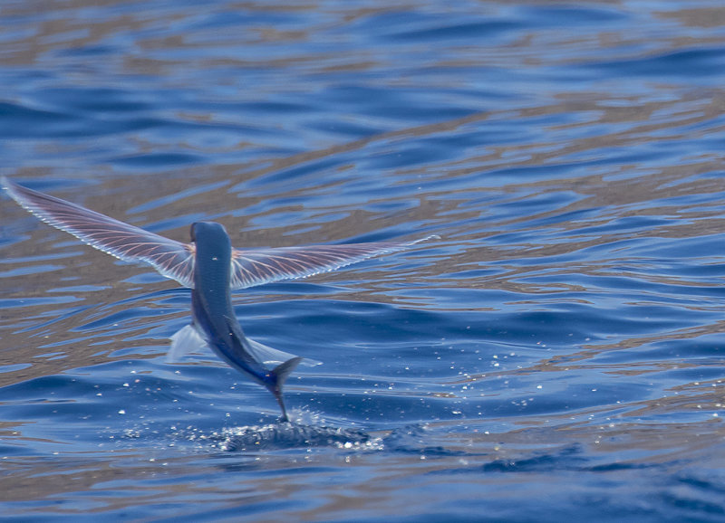 Flying Fish sp - GS1A5381.jpg