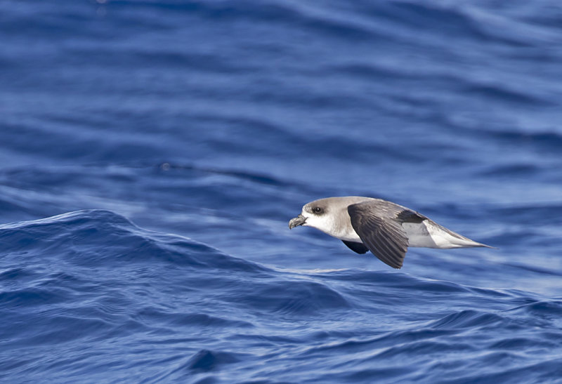 Desertas Petrel ( Desertaspetrell ) Pterodroma deserta - GS1A8604.jpg