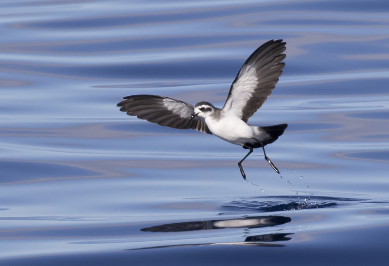 White-faced Storm Petrel ( Fregattstormsvala ) Pelagodroma marina hypoleuca - GS1A6024.jpg