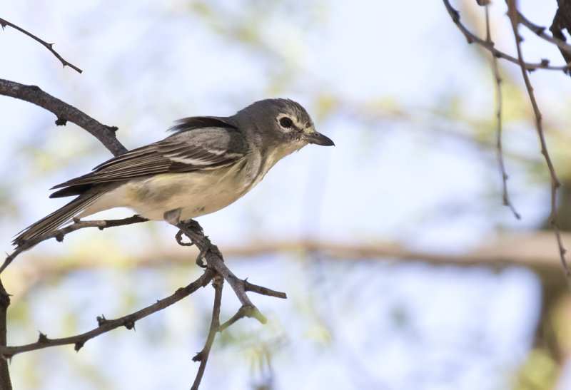 Plumbeous Vireo - GS1A0489.jpg