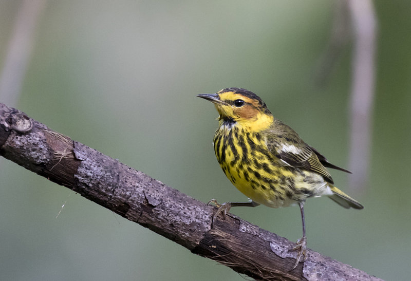 Cape May Warbler - CGS1A2035.jpg