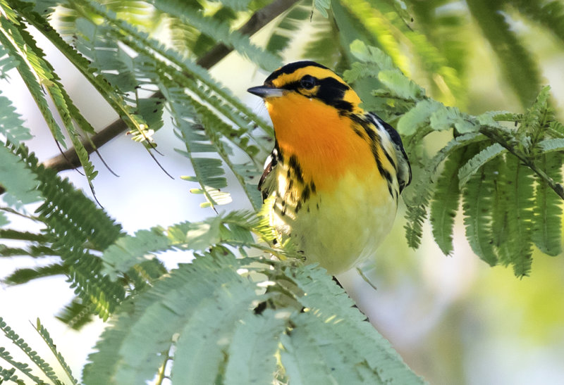 Blackburnian Warbler - GS1A1032.jpg