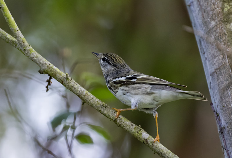 Blackpoll Warbler - GS1A2680.jpg