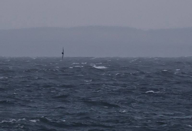 Sooty Shearwater ( Gr lira ) Puffinus griseus -GS1A4948.jpg
