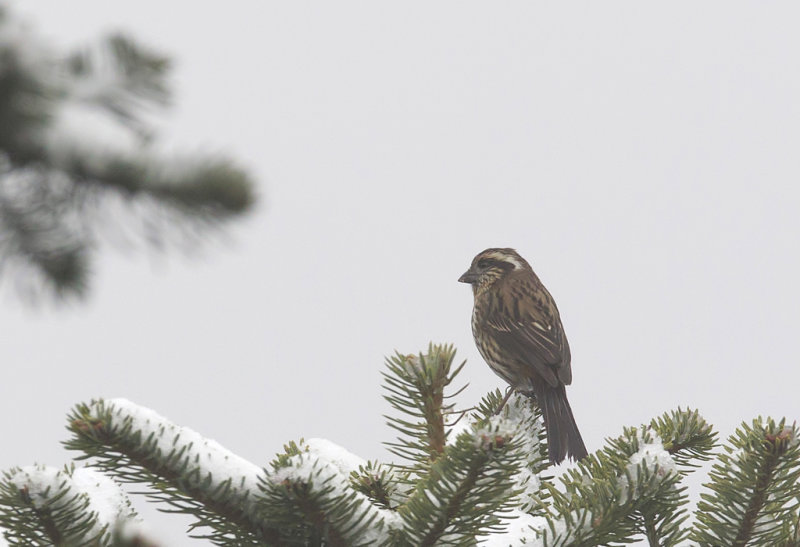 Himalayan White-browed Rosefinch ( Vitbrynad rosenfink ) Carpodacus thura - CP4P5075.jpg