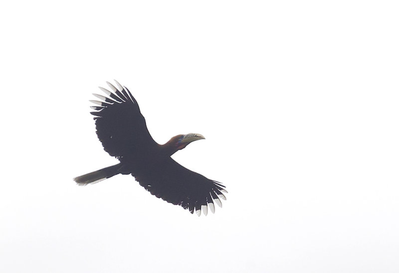 Rufous-necked Hornbill CP4P7982.jpg