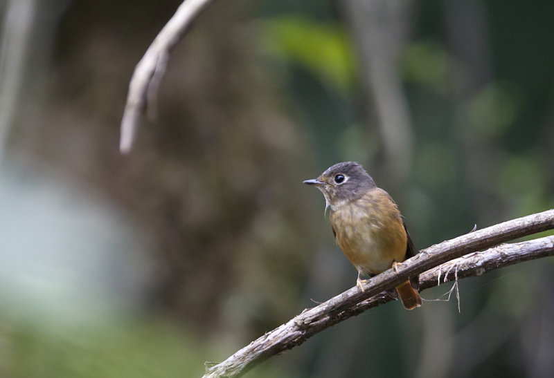 Ferruginous Flycatcher CP4P8097.jpg